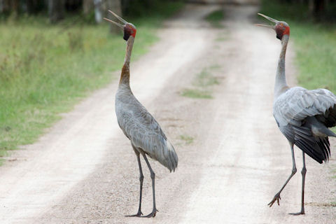 Brolga (Grus rubicunda)